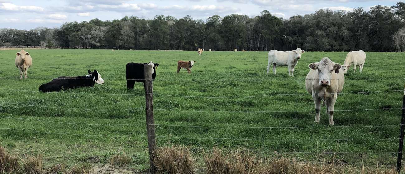 Cattle behind a wire fence line on a clear day