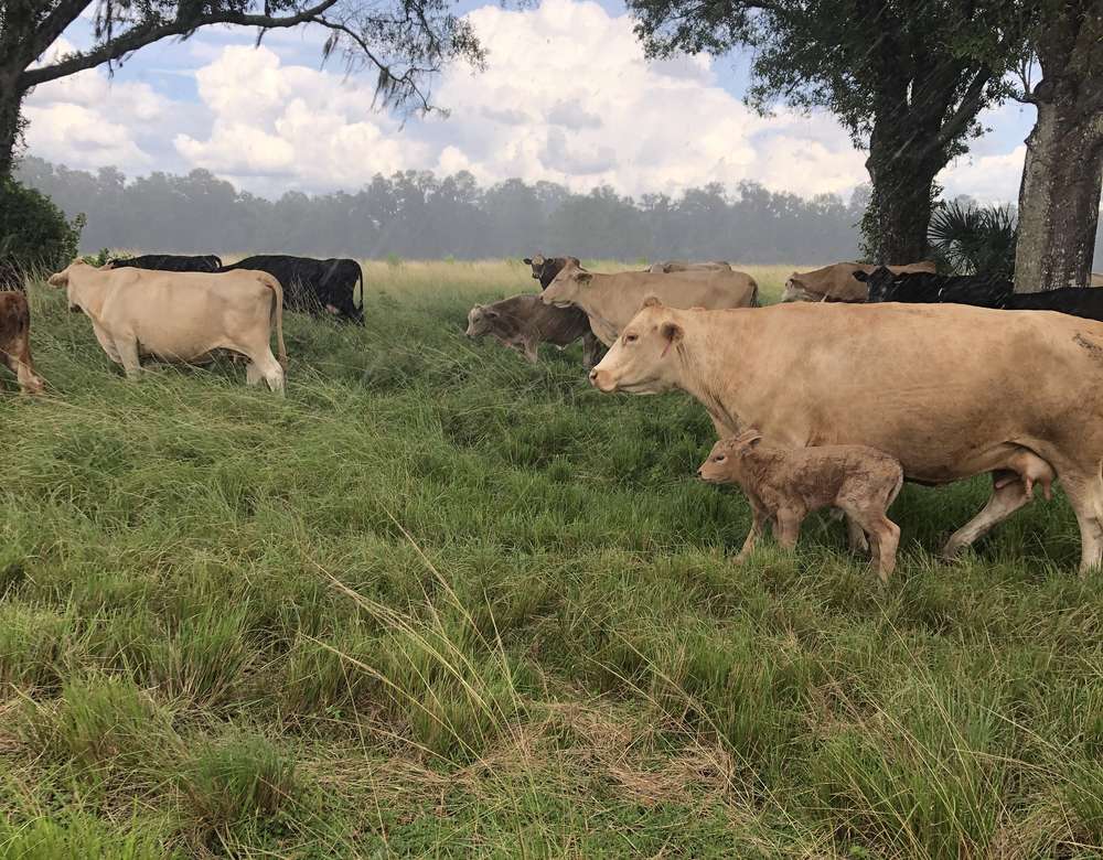 Cattle grazing under live oaks during a summer rain