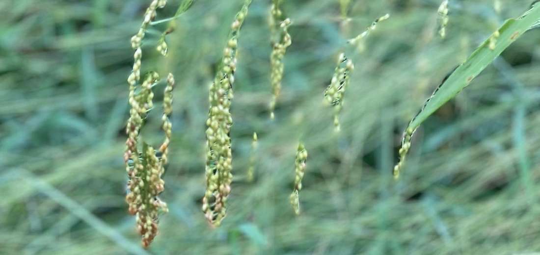 Close-up of bahiagrass seedheads in a Florida pasture